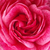 Ružičasta - Nostalgična ruža - Morden Ruby